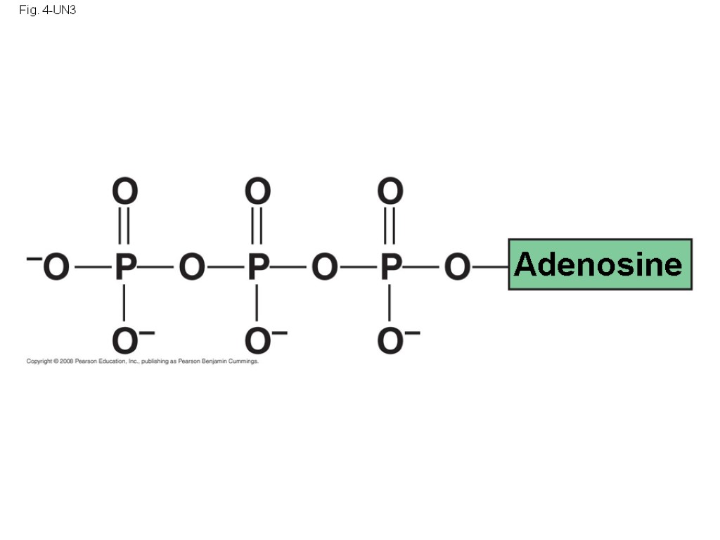 Fig. 4-UN3 Adenosine